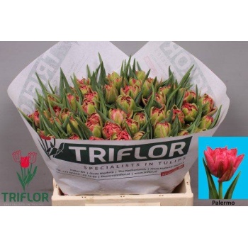 product/img.floraplaza.nl/LTULPALE-LIVE_fotos-0xC0F91D8D609B50470B5AE71F7D690BC4CB88A818.jpg