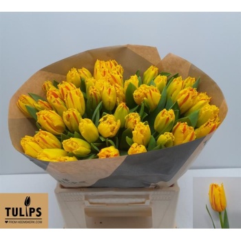 product/img.floraplaza.nl/LTULPARCL-LIVE_fotos-0x0425B15DB6569A9356C595F0A87A1CFCAC1EED05.jpg