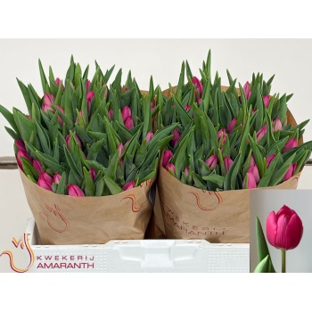 product/img.floraplaza.nl/LTULPINA-LIVE_fotos-0x11A5275531C95AD0BBD2BFB4E7C6F2554416E851.jpg