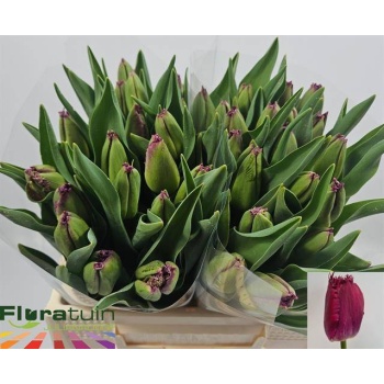 product/img.floraplaza.nl/LTULPURC-LIVE_fotos-0x23F955A768C536C3D02F794ED4F34E23DB3FDF54.jpg