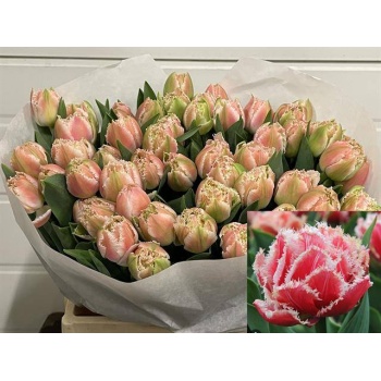 product/img.floraplaza.nl/LTULQUE-LIVE_fotos-0xAFBF6AC1FE00C749D3A60C5D114F87C9DDBD50C3.jpg