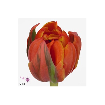 product/img.floraplaza.nl/LTULQUEEN-ART_Fotos-VBN-vbn106996.jpg