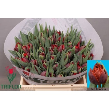 product/img.floraplaza.nl/LTULREDP-LIVE_fotos-0x9E3C8AE399647973BEC2E4CBA05D90168DC544E4.jpg