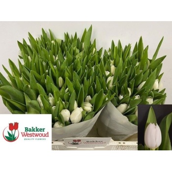 product/img.floraplaza.nl/LTULROYV-LIVE_fotos-0xE025691E4B8DD597CA721A9D351D193D3C025100.jpg