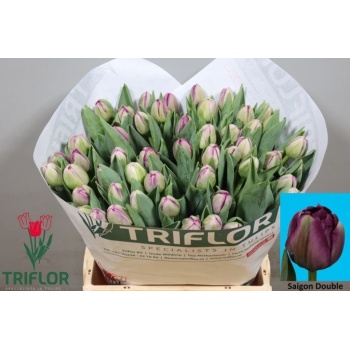 product/img.floraplaza.nl/LTULSAID-LIVE_fotos-0xB035ED8BB0C1EE53918CD7B657C1DEF3BA475D01.jpg