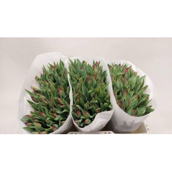 product/img.floraplaza.nl/LTULSEA-LIVE_fotos-0xD8263D57CE1BB2A4E804BA74E3994000769D9387.jpg