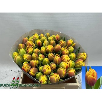 product/img.floraplaza.nl/LTULSHE-LIVE_fotos-0xF0C5F33D5945A4E4BD85F2F6F3C8B3A39F98C884.jpg
