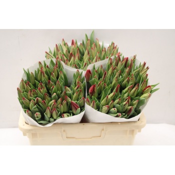 product/img.floraplaza.nl/LTULSTRF-ASSORTI_fotos-MVA-Tulipa si strong fire x 150.jpg