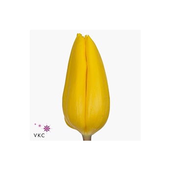 product/img.floraplaza.nl/LTULSTRG-ART_fotos-VBN-vbn13848.jpg
