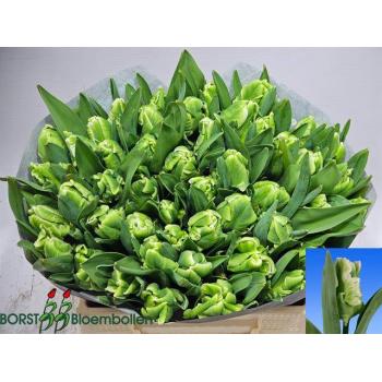 product/img.floraplaza.nl/LTULSUPP-LIVE_fotos-0x22B6E6D8A00A6A6EE6920AA8E8F27EE008EEB51E.jpg
