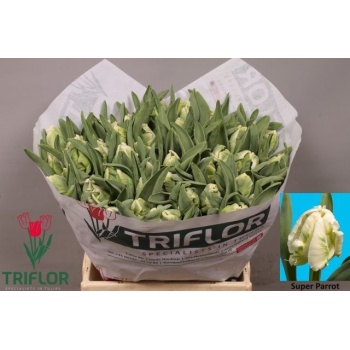 product/img.floraplaza.nl/LTULSUPP-LIVE_fotos-0xD2D30834B8FD3305C7DD474BEAD365E369C06144.jpg