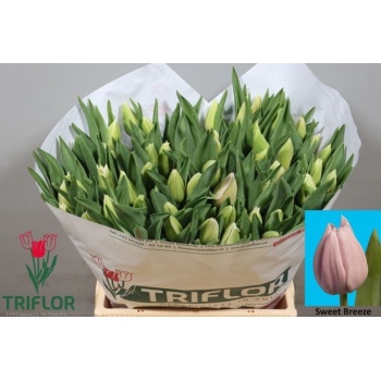 product/img.floraplaza.nl/LTULSWEB-LIVE_fotos-0xEF8C4A288FBE6C6045AB7EBCA0F0F447F9B24AD3.jpg