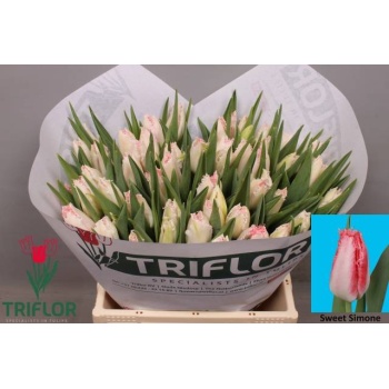 product/img.floraplaza.nl/LTULSWES-LIVE_fotos-0x67F50A383E9323A22489D69333CFEBF0C0DCE667.jpg