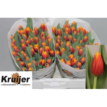 product/img.floraplaza.nl/LTULTRO-LIVE_fotos-0xED6604C0F0C704C17092BE2AAFB24B4606E1A5F7.jpg
