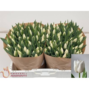 product/img.floraplaza.nl/LTULUPD-LIVE_fotos-0xF824DDAB115EC2735E8225B41B59F01479E209E5.jpg