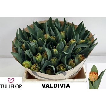 product/img.floraplaza.nl/LTULVALD-LIVE_fotos-0x0E9A86144DE92BC2587AFB2D842F5A4D0C2B964D.jpg