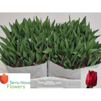 product/img.floraplaza.nl/LTULVERS-LIVE_fotos-0xAE3A038FCBE615F0820873FCB7D646D5DF4F3477.jpg