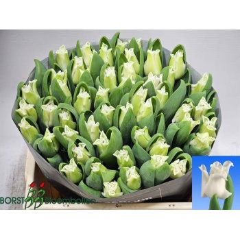 product/img.floraplaza.nl/LTULWHILI-LIVE_fotos-0x92F1DE08C95DE0A939DE49DD7E2A01705789DB6E.jpg
