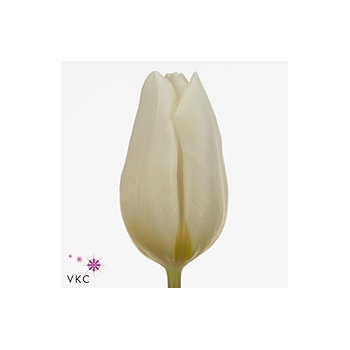 product/img.floraplaza.nl/LTULWHIP-ART_fotos-VBN-vbn109473.jpg