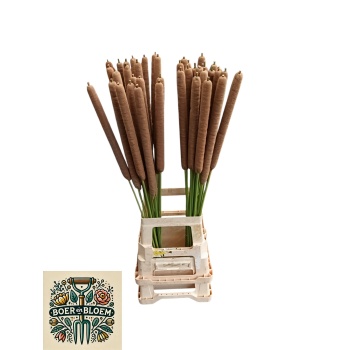 product/img.floraplaza.nl/LTYP9-LIVE_fotos-0xF93FC3BE6CA9EB7FEF39336B3BF8CB79919FA2A4.jpg