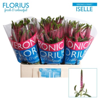 product/img.floraplaza.nl/LVERSMAI6-LIVE_fotos-0xA4D9AAD06C18BF870F82FFD6B33C0C8434923152.jpg