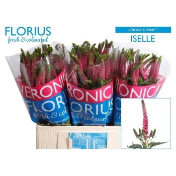 product/img.floraplaza.nl/LVERSMAI6-LIVE_fotos-0xE34C95FC9A20F88FB228B98AAC0EFEF80C8D4B69.jpg