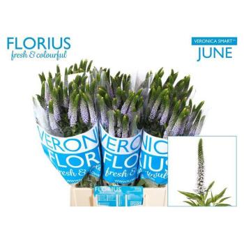 product/img.floraplaza.nl/LVERSMAJ5-LIVE_fotos-0x457A438AF3E30EB5B45BFE97220E33906D43D9A4.jpg