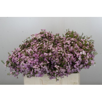 product/img.floraplaza.nl/LWAXDANQ5-LIVE_fotos-0x0D4E943DC3B5F9E1147AFD3B5EB349BB29118147.jpg