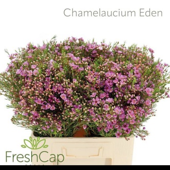 product/img.floraplaza.nl/LWAXEDE6-LIVE_fotos-0x0FFAB9414F7BBA67CFA6548CE70C7FCD0C7561E7.jpg