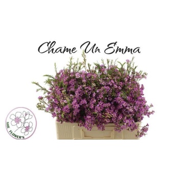 product/img.floraplaza.nl/LWAXEMMA5-LIVE_fotos-0xBF07EA5F3DB7EFFB5F77115117FE5B6ADA6A5458.jpg