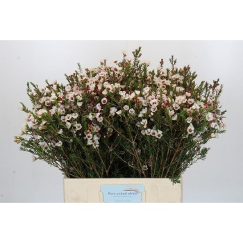 product/img.floraplaza.nl/LWAXMOOD6-LIVE_fotos-0xF761D4BE9BB394465255C1322E0586C0BDEB8801.jpg