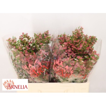 product/img.floraplaza.nl/LWAXMYSWE5-LIVE_fotos-0xAC8AC8469C1576969B26ED1A6778DB1A93445BBC.jpg
