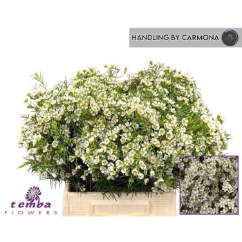 product/img.floraplaza.nl/LWAXUNOF4-LIVE_fotos-0x6F09A64A8459FF41B6D8369CAB8BD96CC5657784.jpg