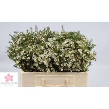 product/img.floraplaza.nl/LWAXUNOF5-LIVE_fotos-0x4CCFEE943578DEC2BF8C46133596210144ED5EB0.jpg