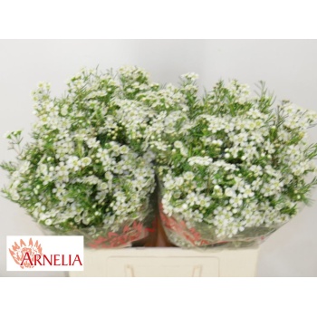 product/img.floraplaza.nl/LWAXUNOF6-LIVE_fotos-0x811D7A14E7E4886CE8162A43D9DB1CDC558948B6.jpg
