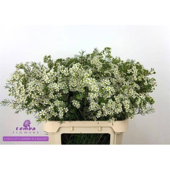 product/img.floraplaza.nl/LWAXUNOF8-LIVE_fotos-0xF84D48F2CC64E8063CB4B98440B693B12398D8EA.jpg
