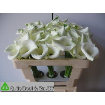 product/img.floraplaza.nl/LZANAET5-LIVE_fotos-0x12540DCA2CC70E306236BD3D481248D3B41F5BC9.jpg