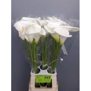 product/img.floraplaza.nl/LZANAVA8-LIVE_fotos-0x7171DE75461D5CF0D42EB5D9F5688BFCFBF9A589.jpg