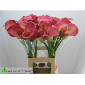 product/img.floraplaza.nl/LZANCAND7-LIVE_fotos-0xA2FE8C535616E7CF92BDC078117326E4A46C6D17.jpg