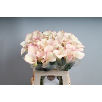 product/img.floraplaza.nl/LZANCAPR6-LIVE_fotos-0xABC7DEE52BB0FCB37C90DBD524F49142B8A4EEF6.jpg