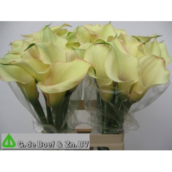 product/img.floraplaza.nl/LZANCAPR7-LIVE_fotos-0xB79FE7EDAF3A00F8A0F4E7CF51735DDA9D304FE9.jpg