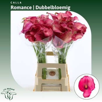 product/img.floraplaza.nl/LZANCAPROM7-LIVE_fotos-0x08B118C8A81598F58AE666ECB705332E60A390B9.jpg