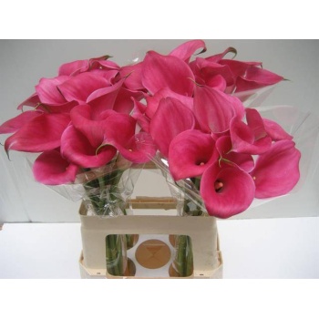 product/img.floraplaza.nl/LZANCAPSAM6-LIVE_fotos-0xC84BDDCDAA2F021B91DFC654B3B8DE4A73D25111.jpg