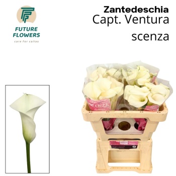 product/img.floraplaza.nl/LZANCAPV5-LIVE_fotos-0x59856295D6CC242BE54249081D998AAC047B0B0C.jpg