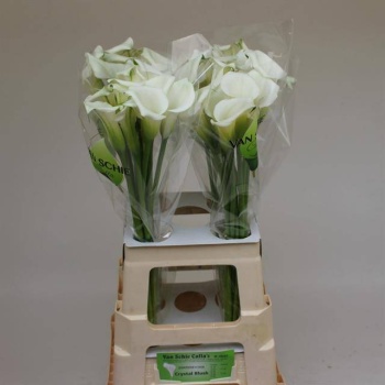 product/img.floraplaza.nl/LZANCRYB7-LIVE_fotos-0xA248E7A4BC20BD1A76932C86A53CE6A987A78E51.jpg