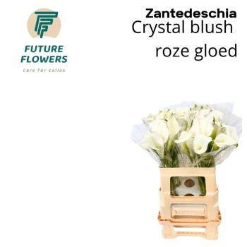 product/img.floraplaza.nl/LZANCRYSB5-LIVE_fotos-0x4341FDB36C05C97766B85C304DE46636C4B75EC6.jpg