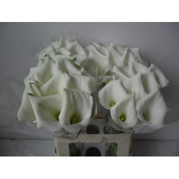 product/img.floraplaza.nl/LZANCRYSB6-LIVE_fotos-0xE521EB3A0FED3CD4F61883DE12D57DD76A593B90.jpg
