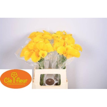 product/img.floraplaza.nl/LZANFLOG6-LIVE_fotos-0xF039FD305DB5AA41154617D46E679FA03CFDA3CB.jpg