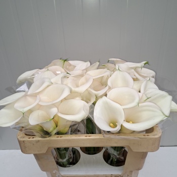 product/img.floraplaza.nl/LZANIVOA5-LIVE_fotos-0x84ABB6C7D345D44043A569D3312018D043149681.jpg