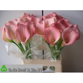 product/img.floraplaza.nl/LZANSAM6-LIVE_fotos-0xF5511F37327421ECC917D1F095E0A0A00A800D17.jpg